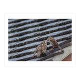 Feeding (Print Only) thumbnail