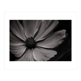 Black And White Flower (Print Only) thumbnail