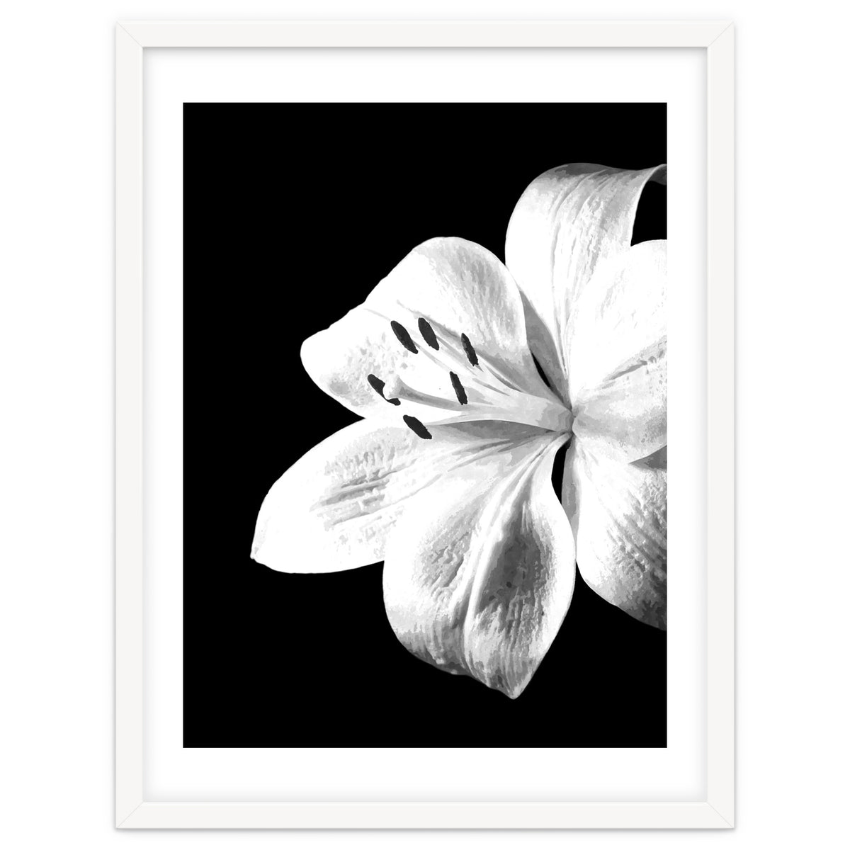 White Lily Black Background
