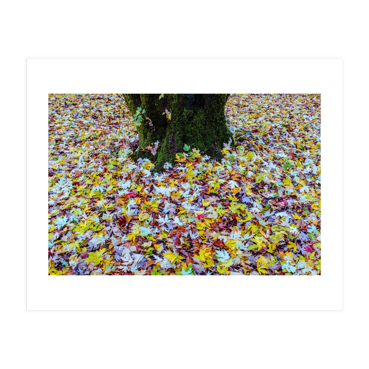 Autumn Leaves (Print Only)