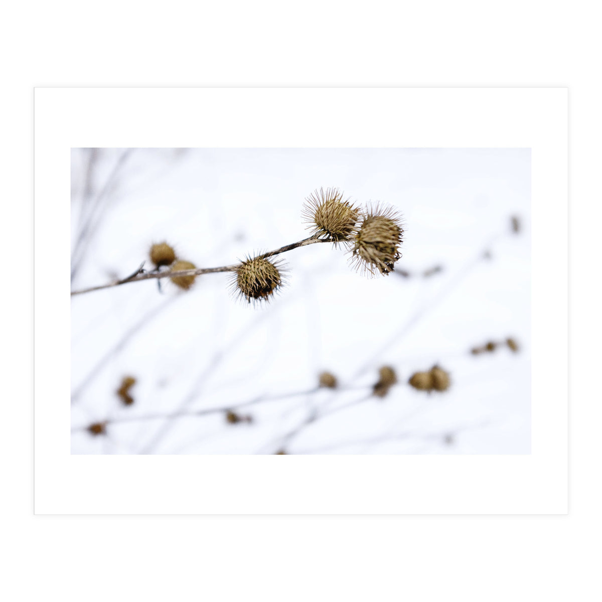 Winter Thistles (Print Only)
