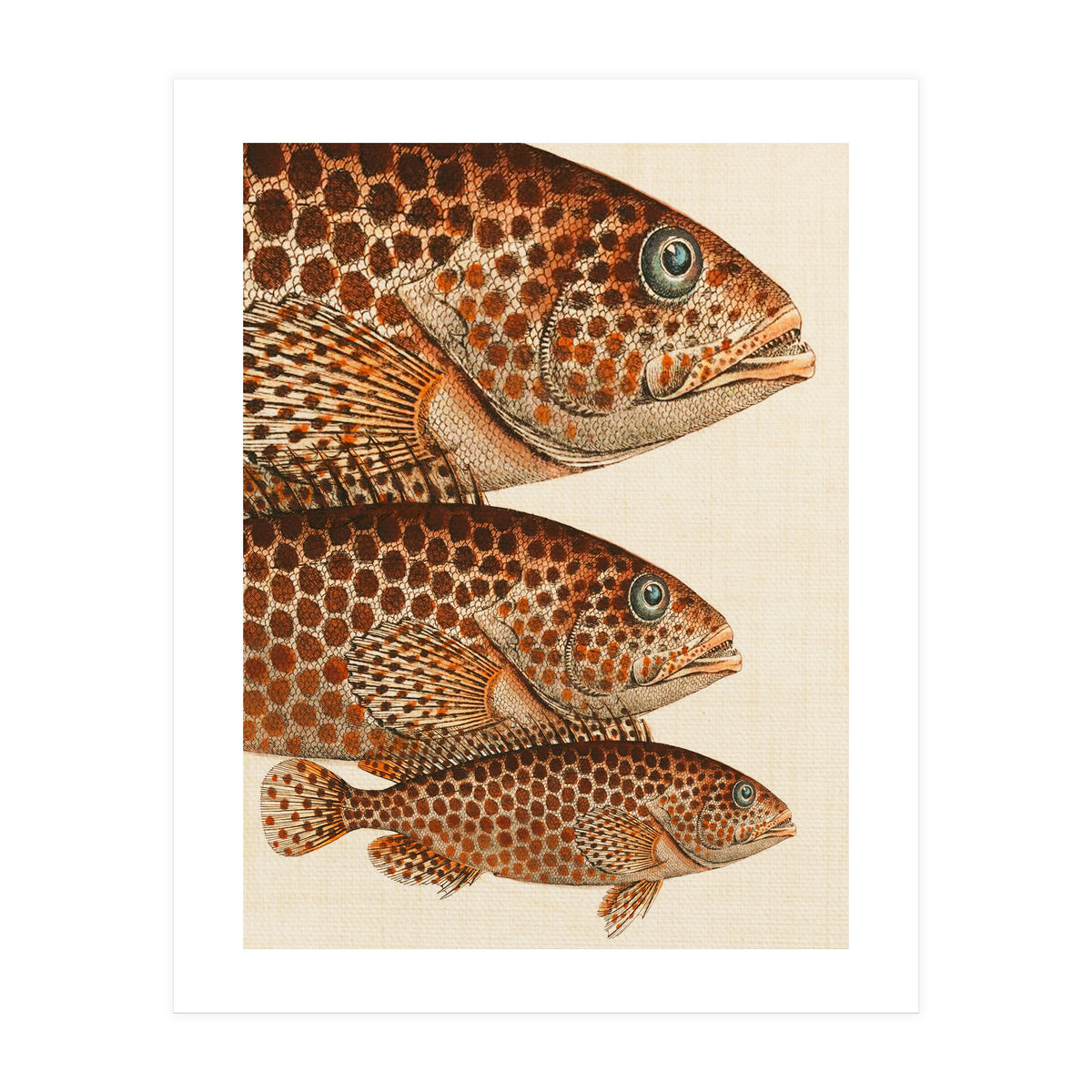 Fish Classic Designs 6 (Print Only)