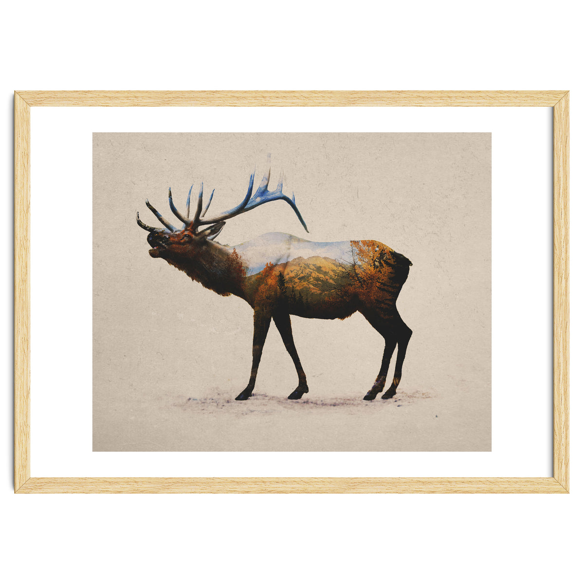 The Rocky Mountain Elk