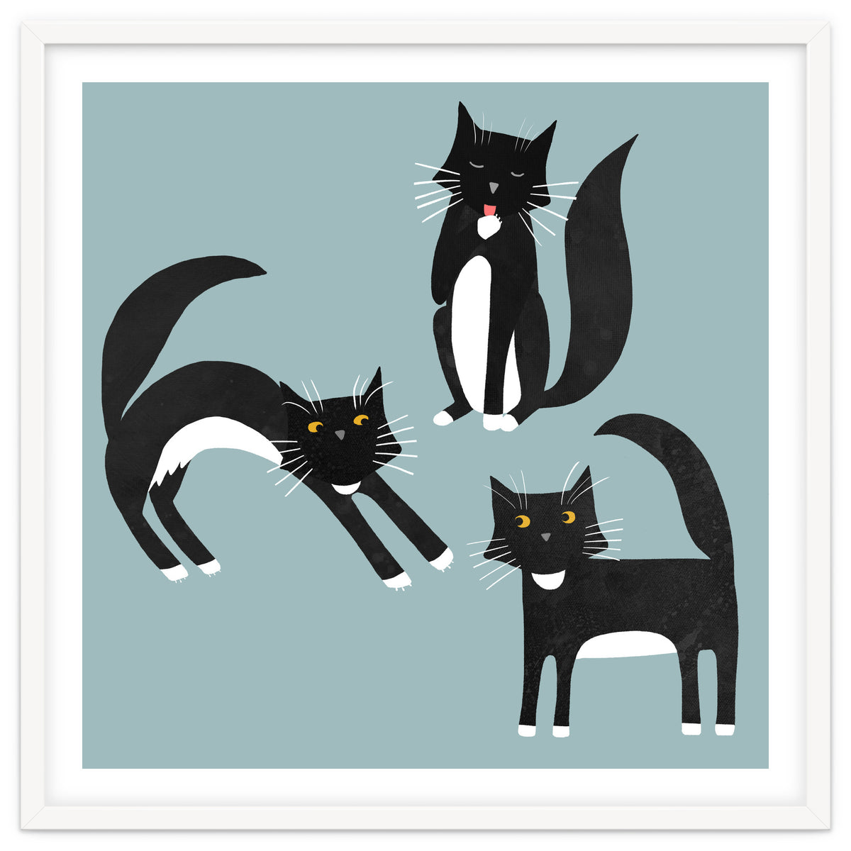 Black and White Tuxedo Cats