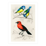 Different types of birds illustrated (Print Only) thumbnail