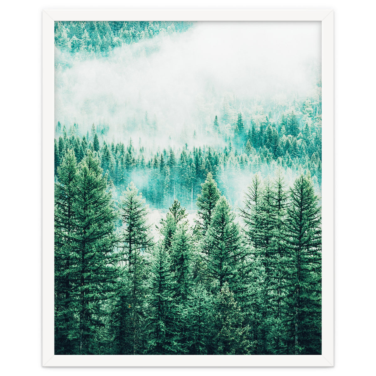 Forest And Fog