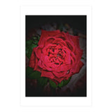 Red Rose (Print Only) thumbnail