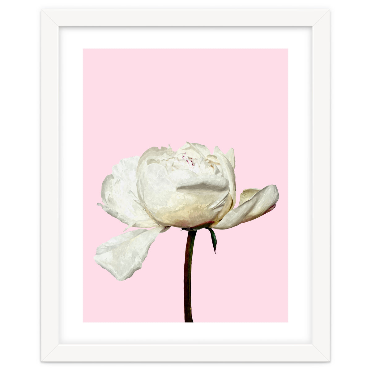 White Peony Pink Background