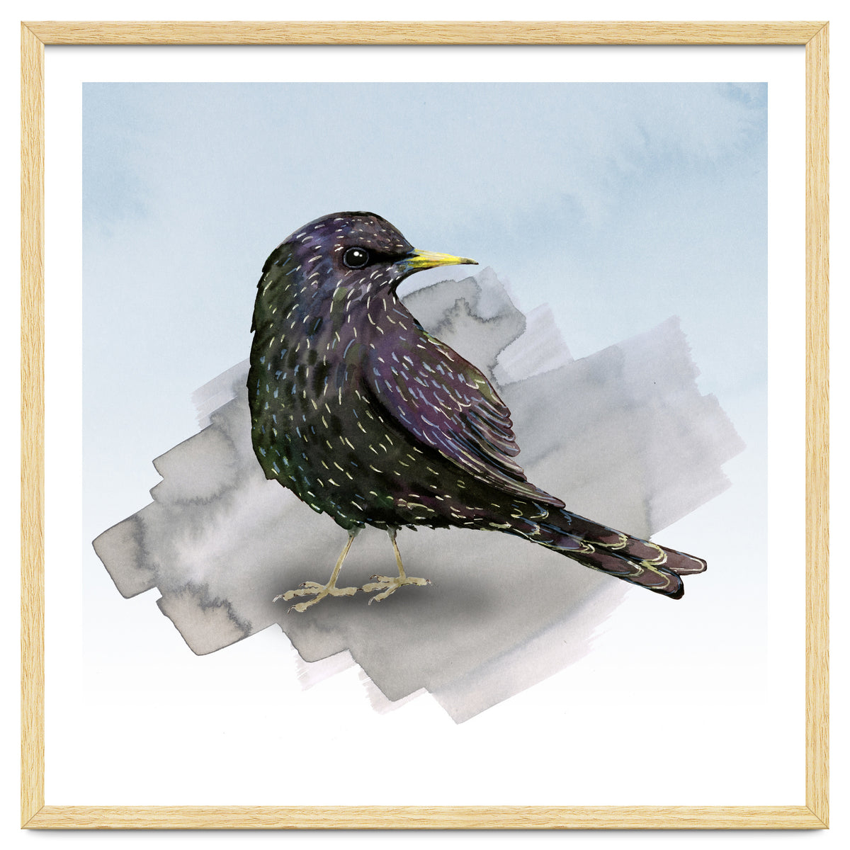 A watercolor drawing of a starling