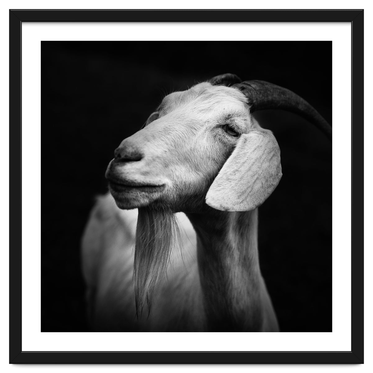 Billy Goat Adam