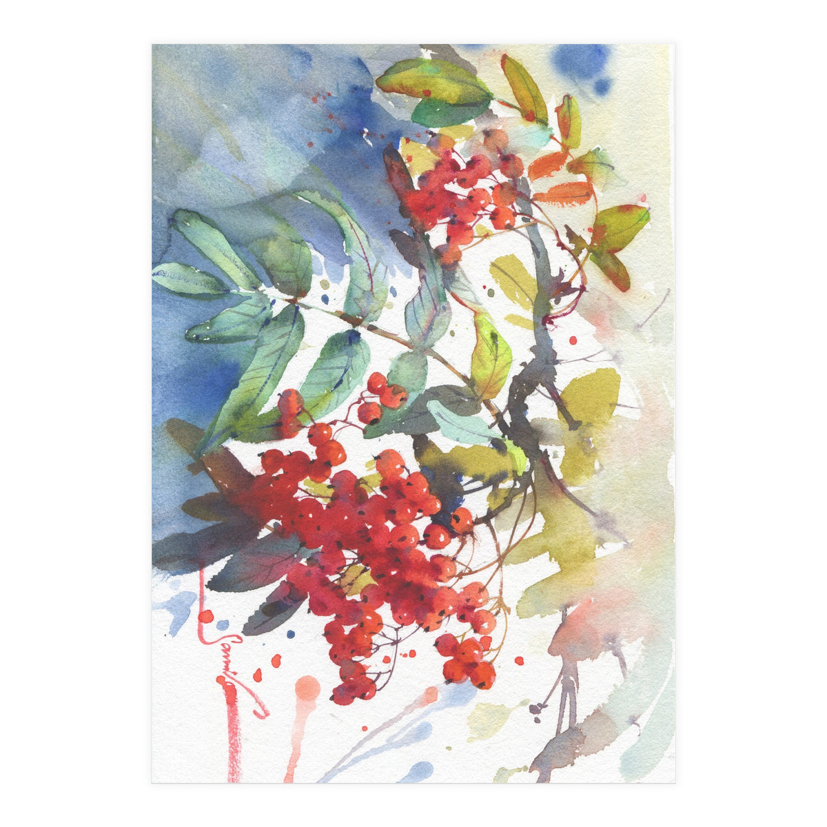 Viburnum / Guelder rose (Print Only)