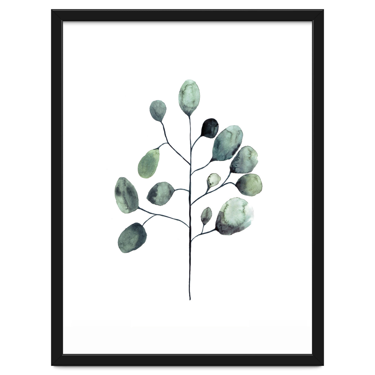 Botanical Illustration Eukalyptus