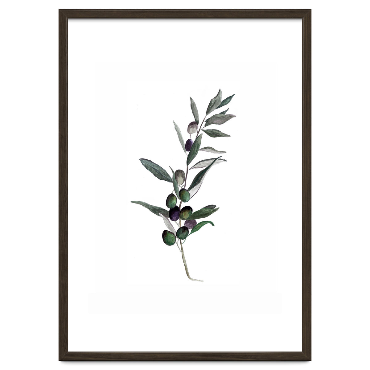 Botanical Illustration Olive