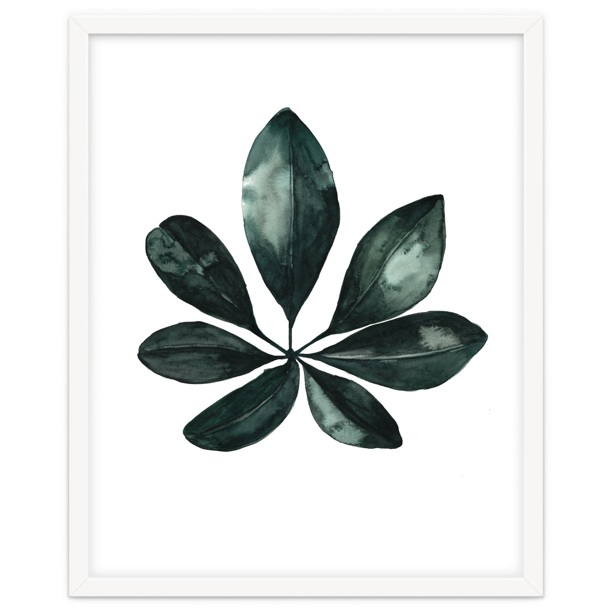 Botanical Illustration Arboricola Schefflera