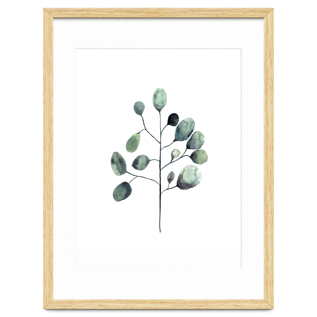 Botanical Illustration Eukalyptus
