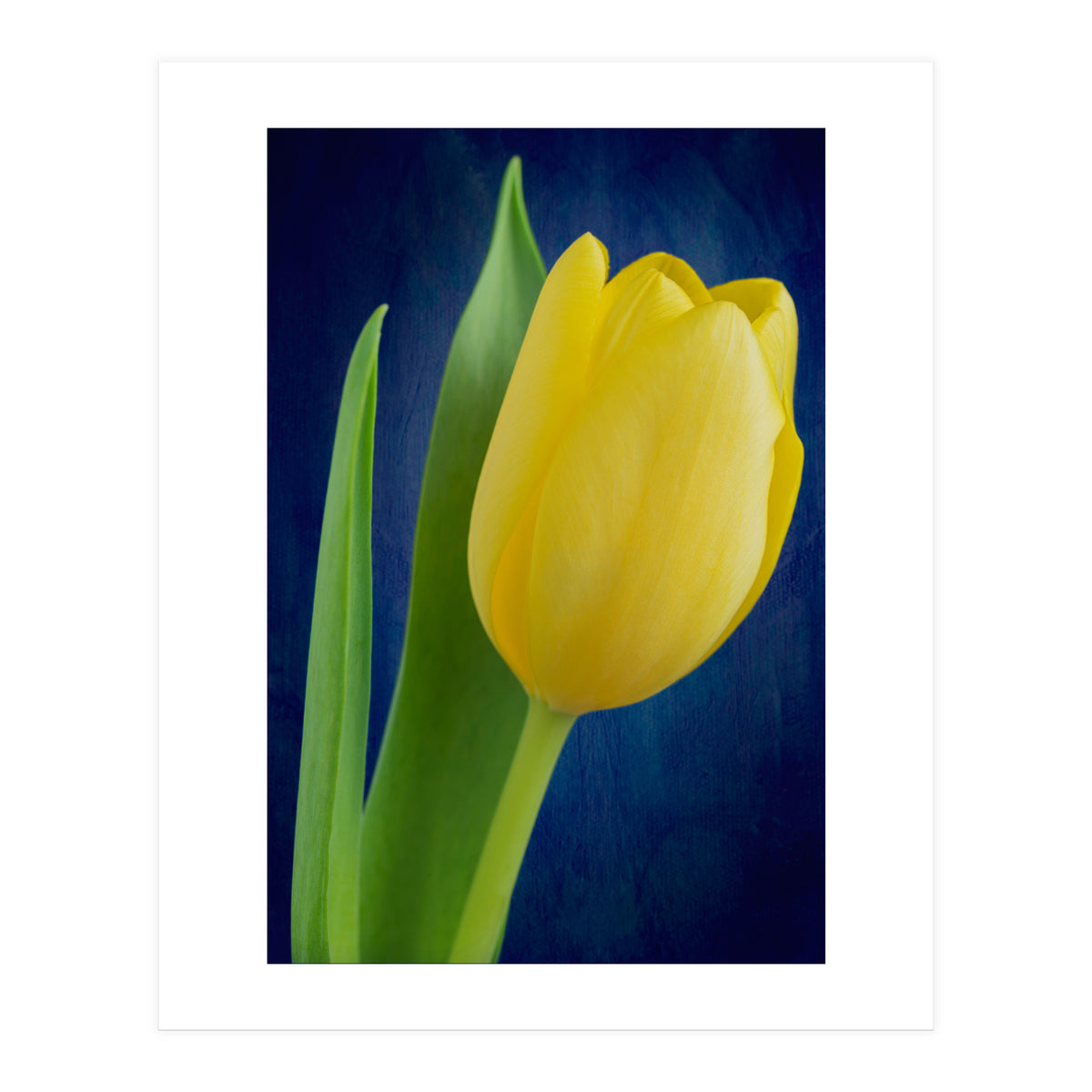 Tulip (Print Only)