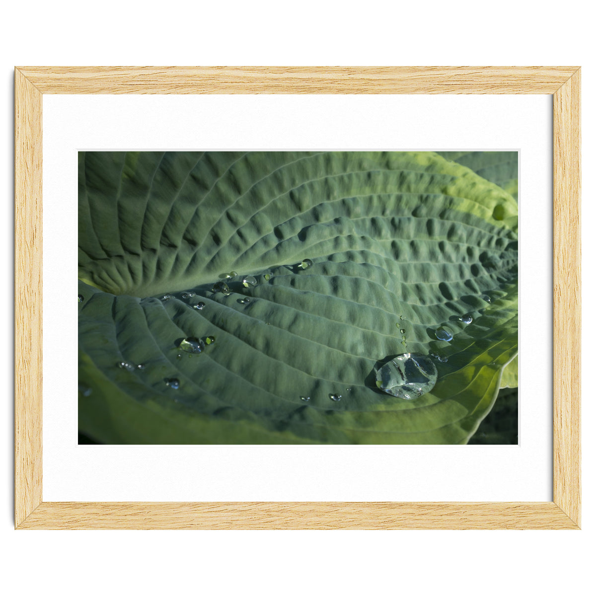 Hosta With Raindrops