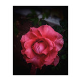 Red-Orange Rose (Print Only) thumbnail