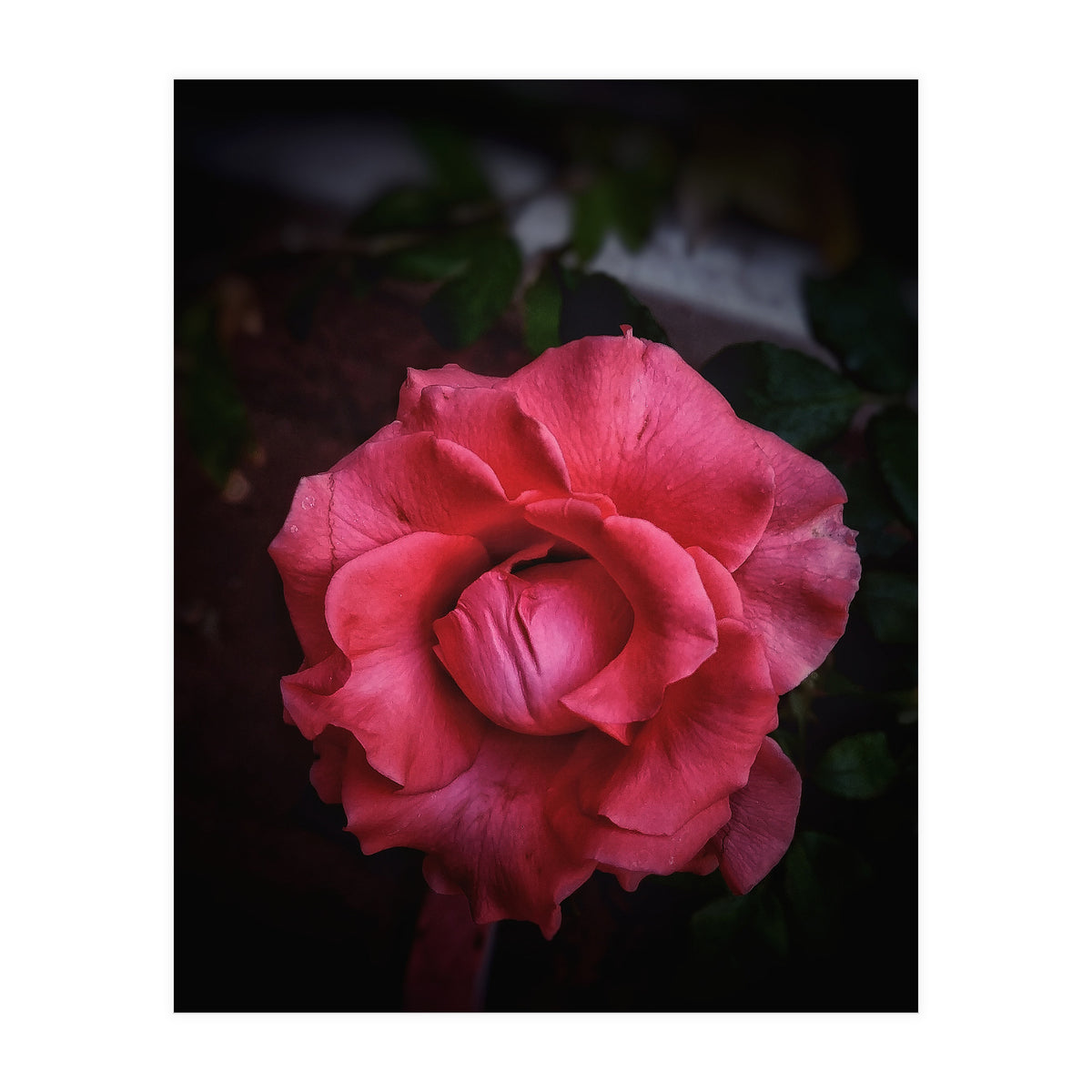Red-Orange Rose (Print Only)