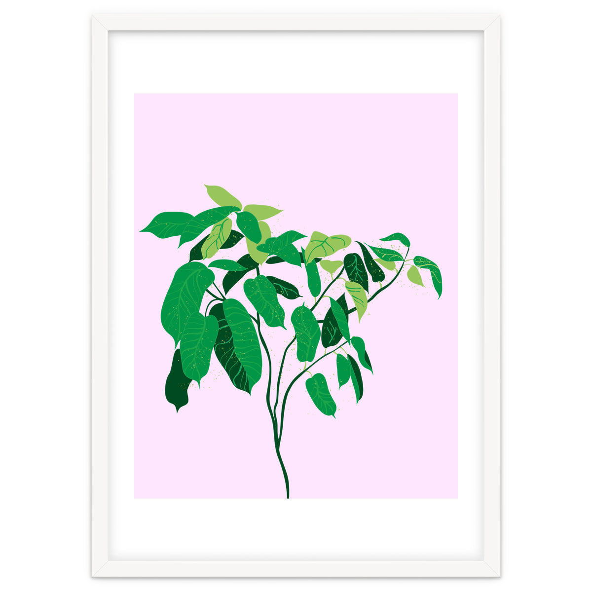 Ficus on Pink Background
