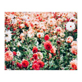 Meadow (Print Only) thumbnail