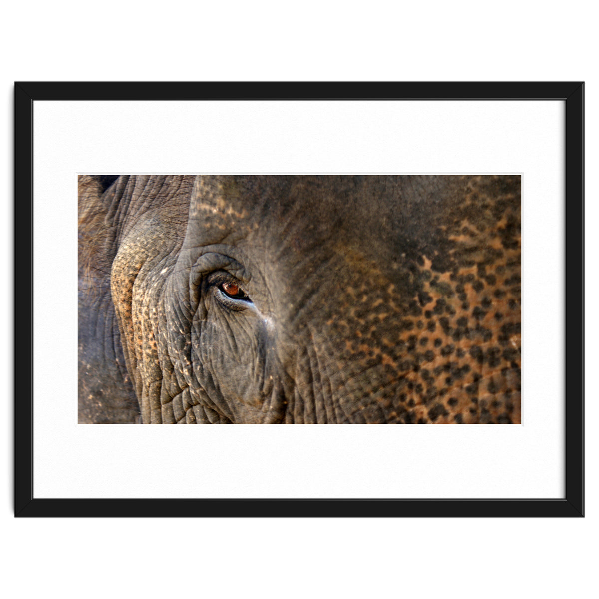 Face To Face - Elephant eye