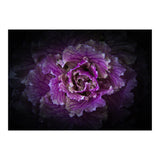 Backyard Flowers No 42 Color Version (Print Only) thumbnail