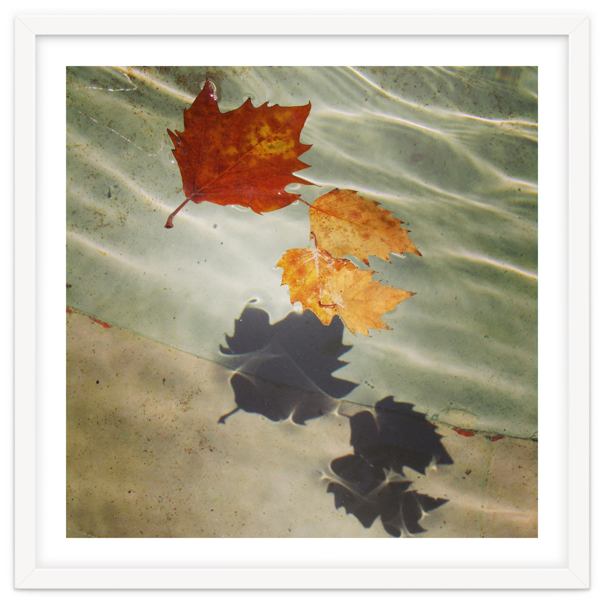 Floating leaves