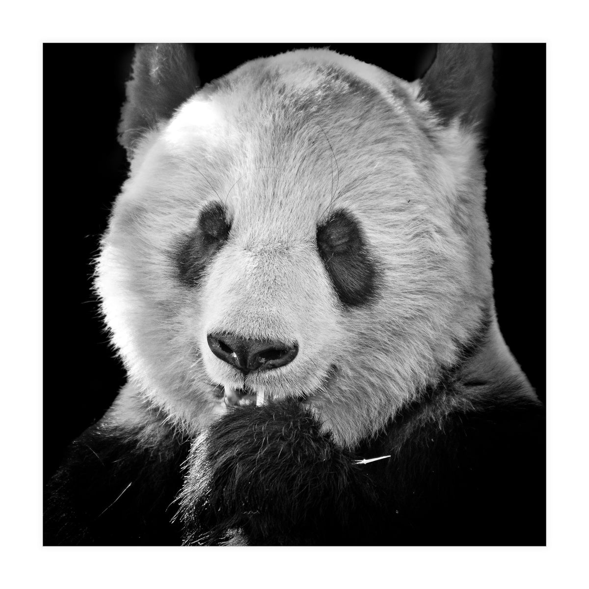 Great Panda (Print Only)