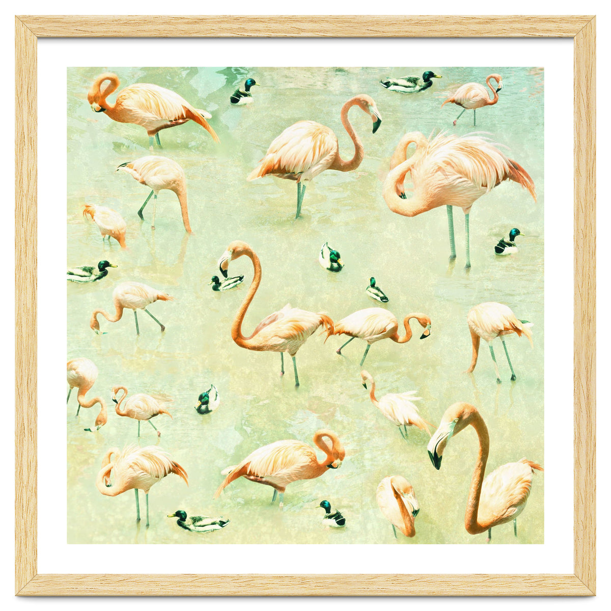 Flamingos