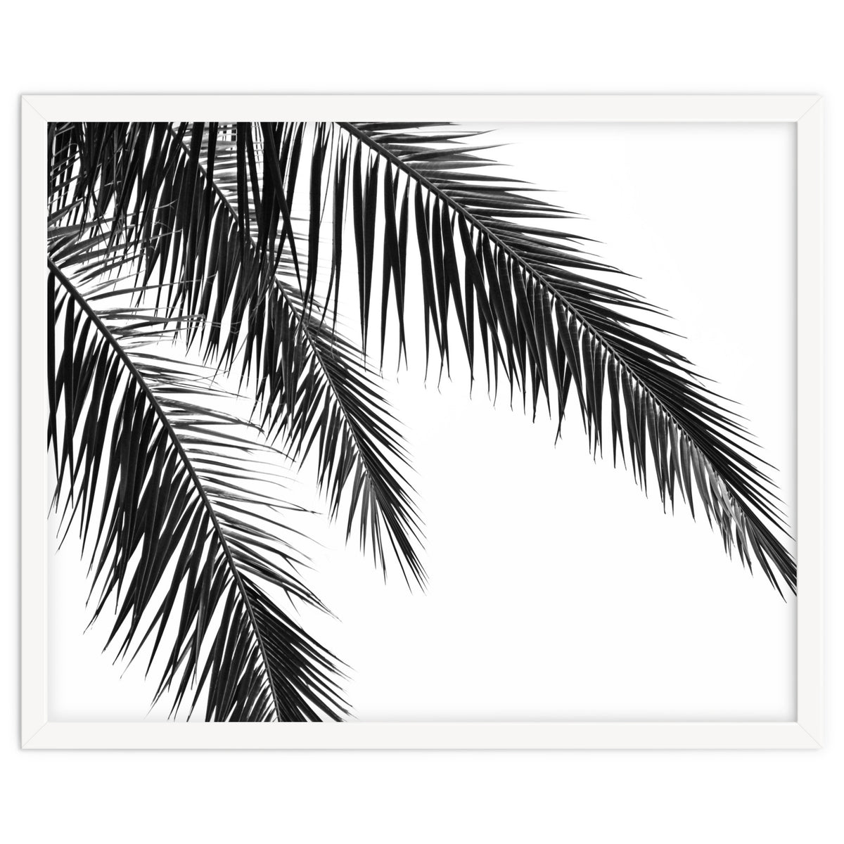 Palm Leaves