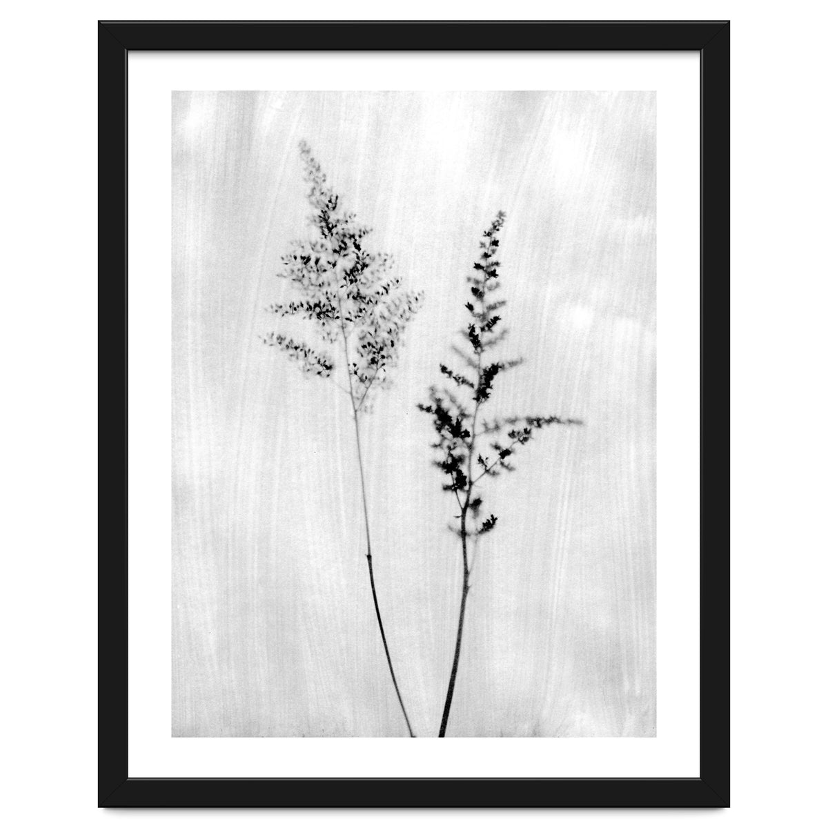 Delicate Wildflowers