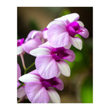 Orchidee (Print Only) thumbnail