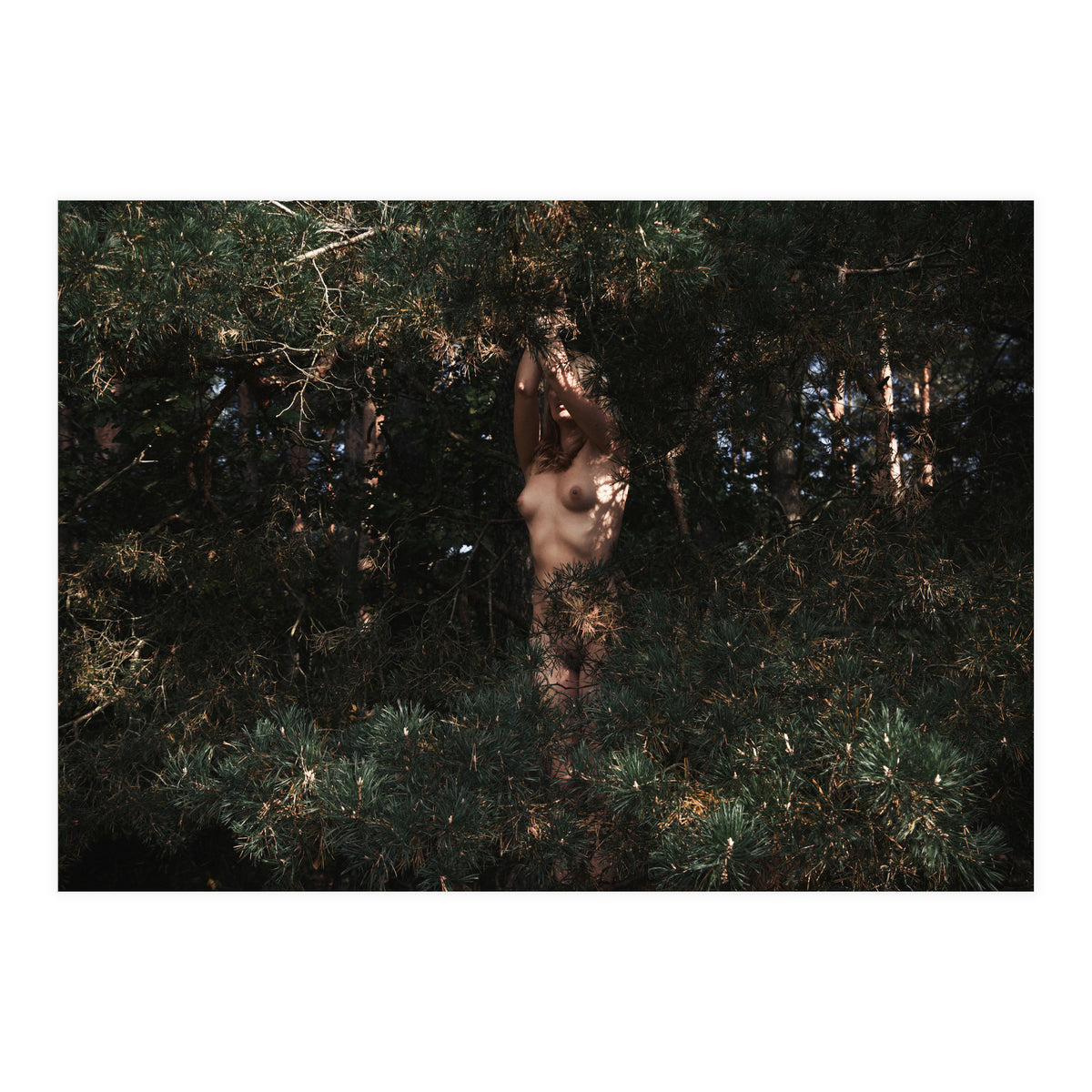 Wild Wild Woods (Print Only)