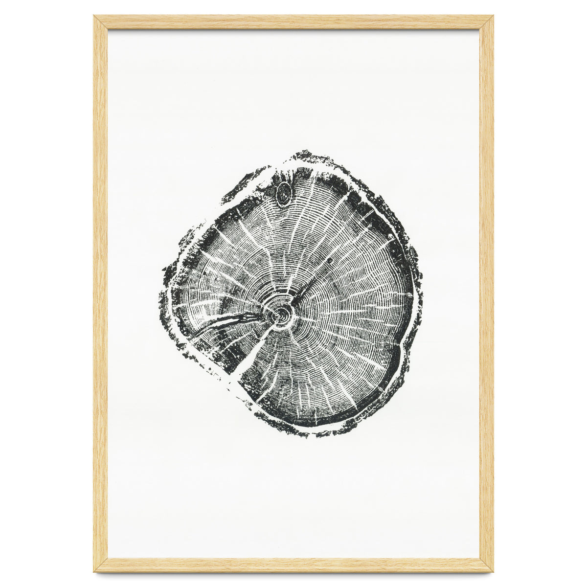 Tree Ring Print, Albion Basin, Utah, Pine Tree Print