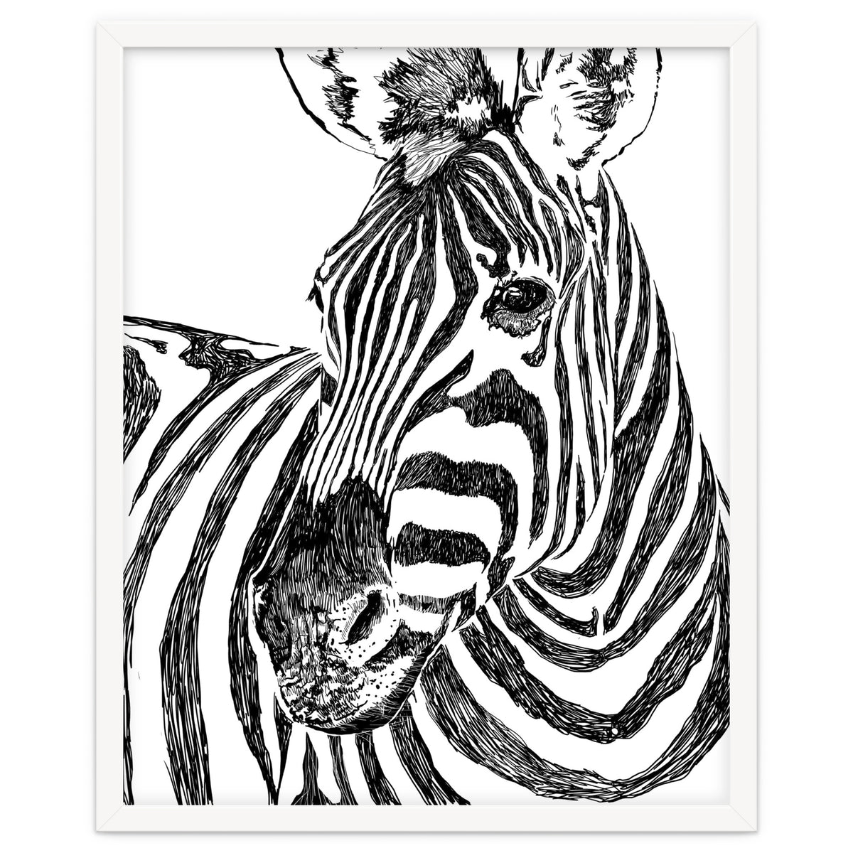 Zebra