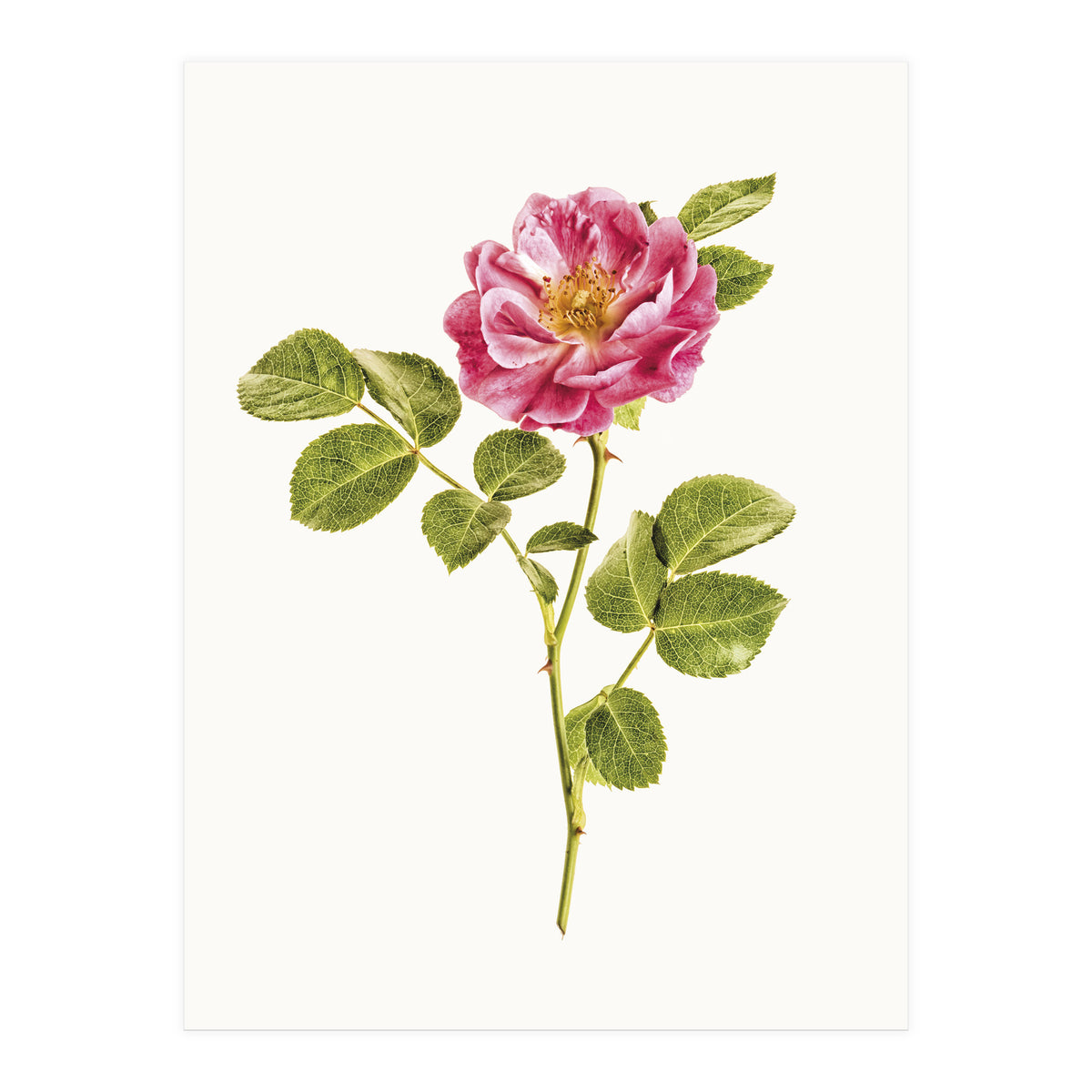 Cc Roses 06 (Print Only)