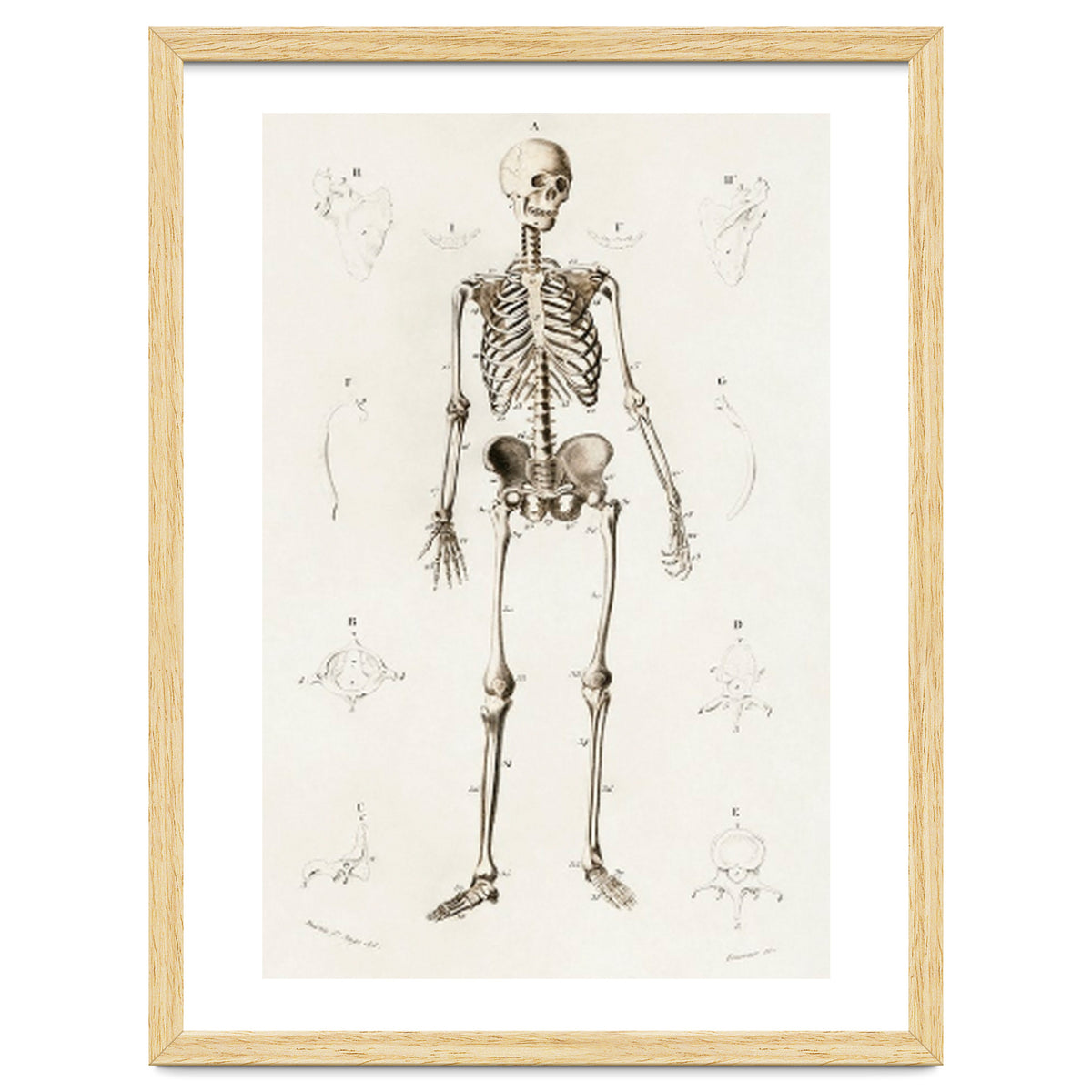 Human skeleton illustrated