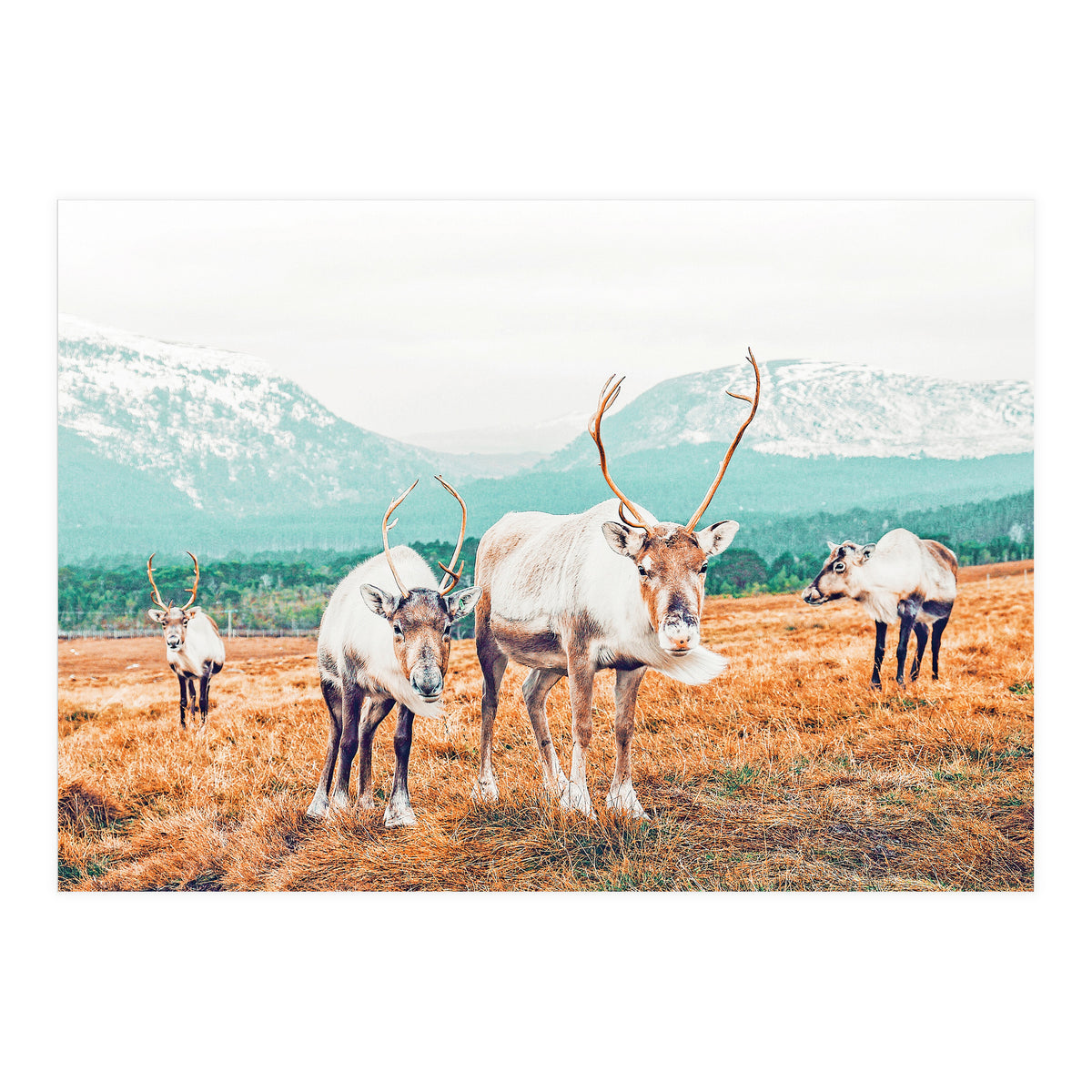 Curious Winter (Print Only)