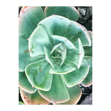 68 (Print Only) thumbnail