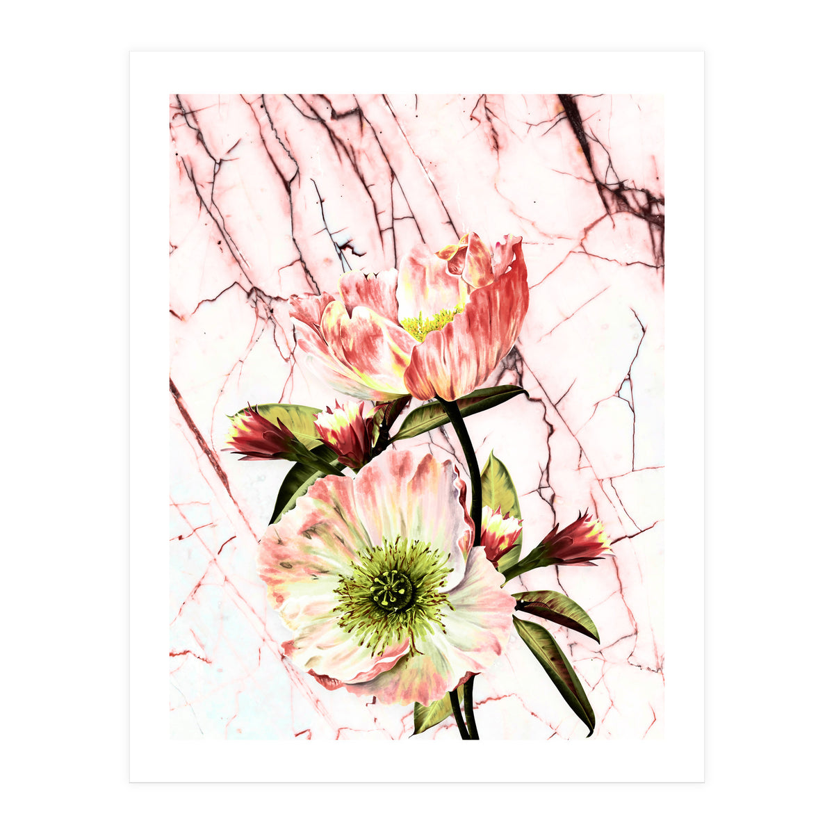 Flowering on pink marble (Print Only)