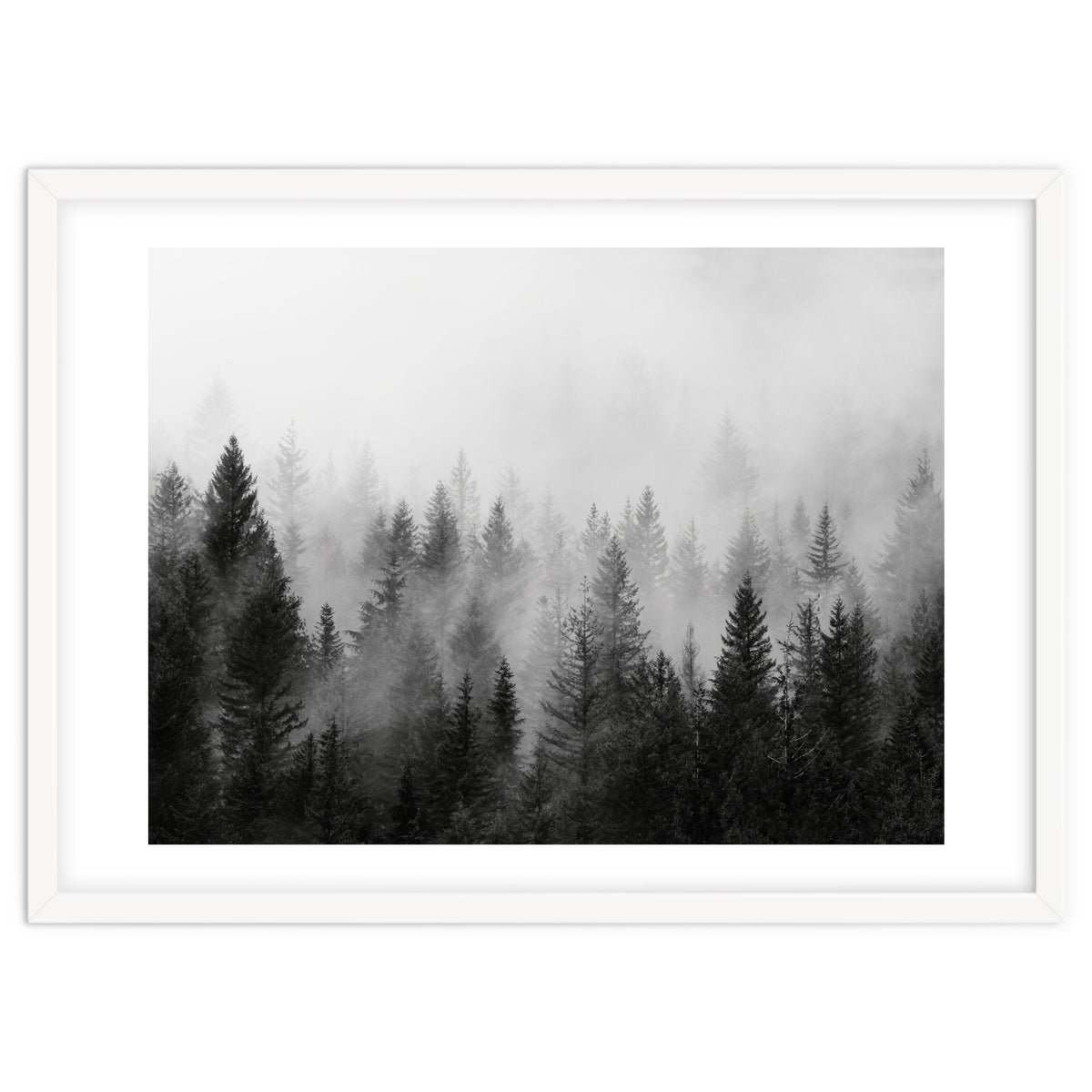 Black and White Forest