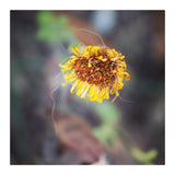 yellow daisy (Print Only) thumbnail