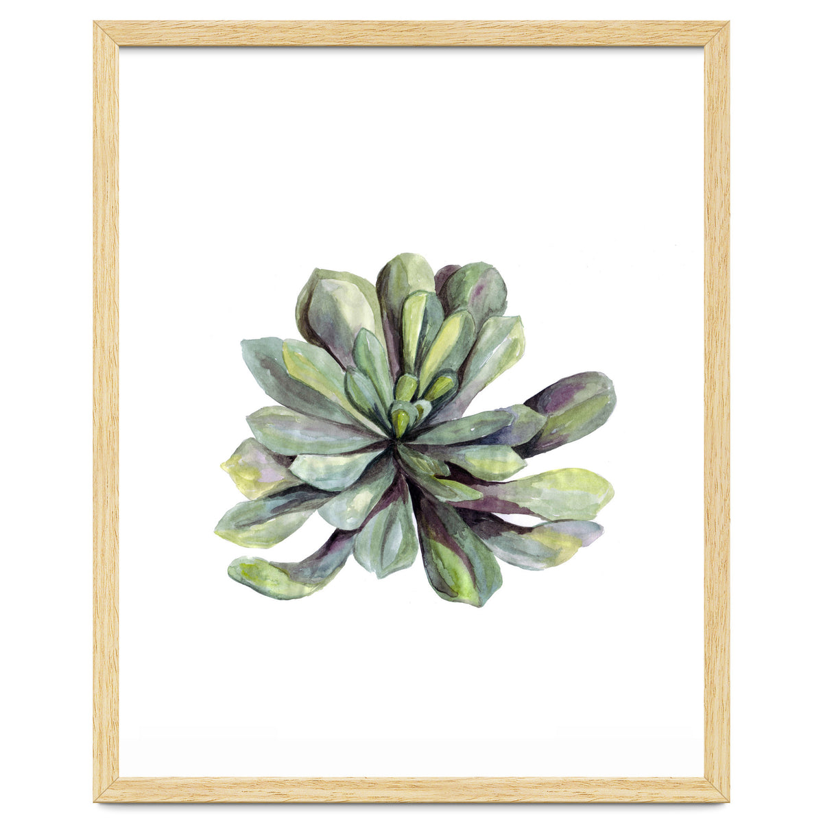 Botanical Illustration Succulent