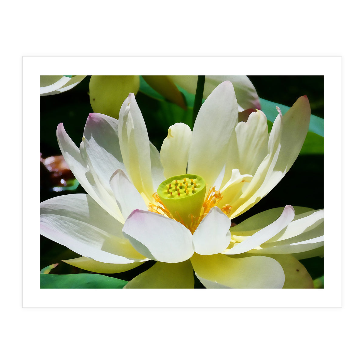 Lotus Flower (Print Only)