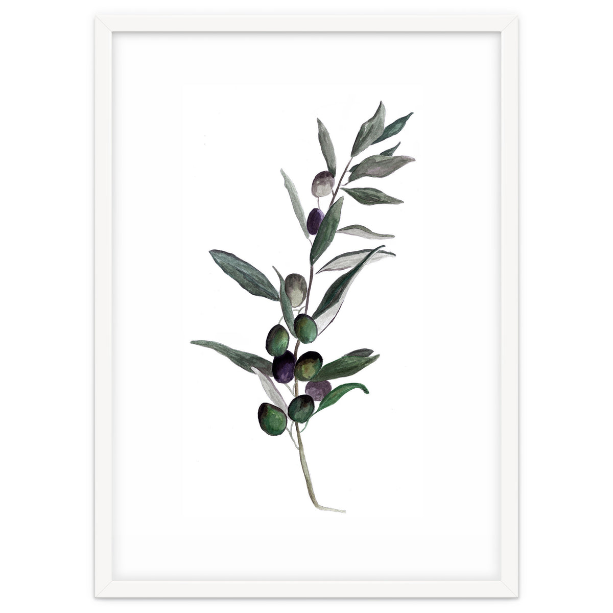 Botanical Illustration Olive