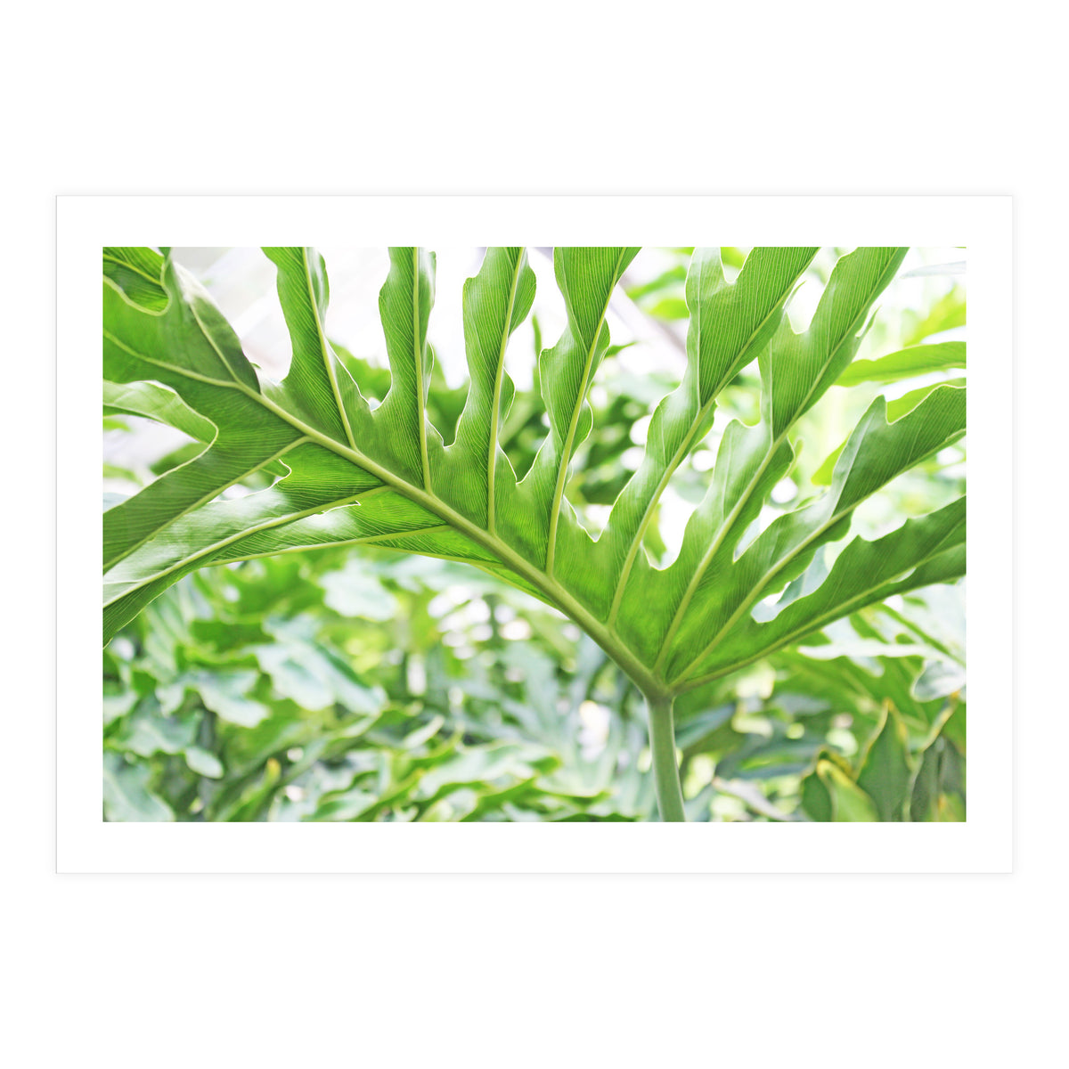 Green Leaf (Print Only)