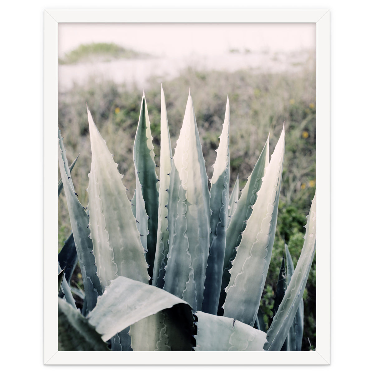 Pale Agave