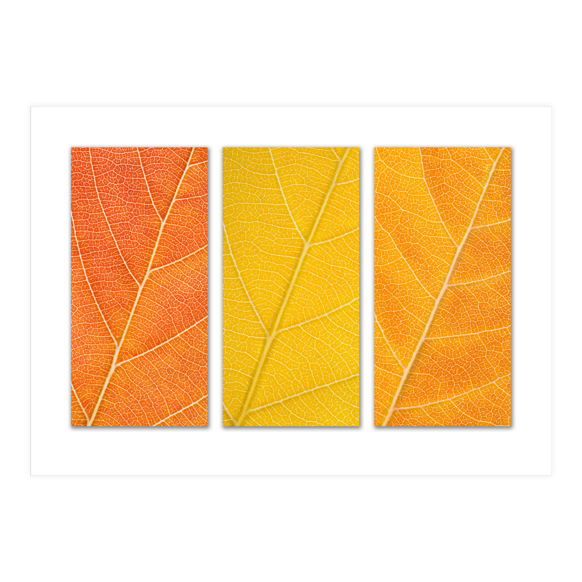 Autumn Leaves (Print Only)
