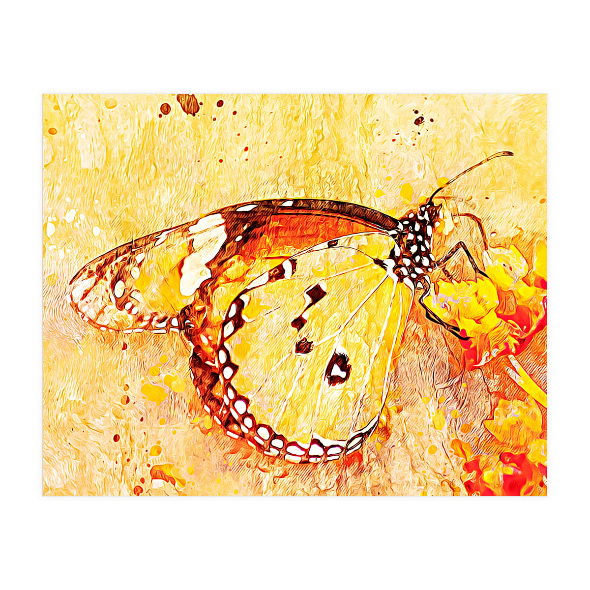 Butterfly On Aclepias (Print Only)